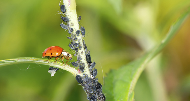 Crop Protection | Western Growers