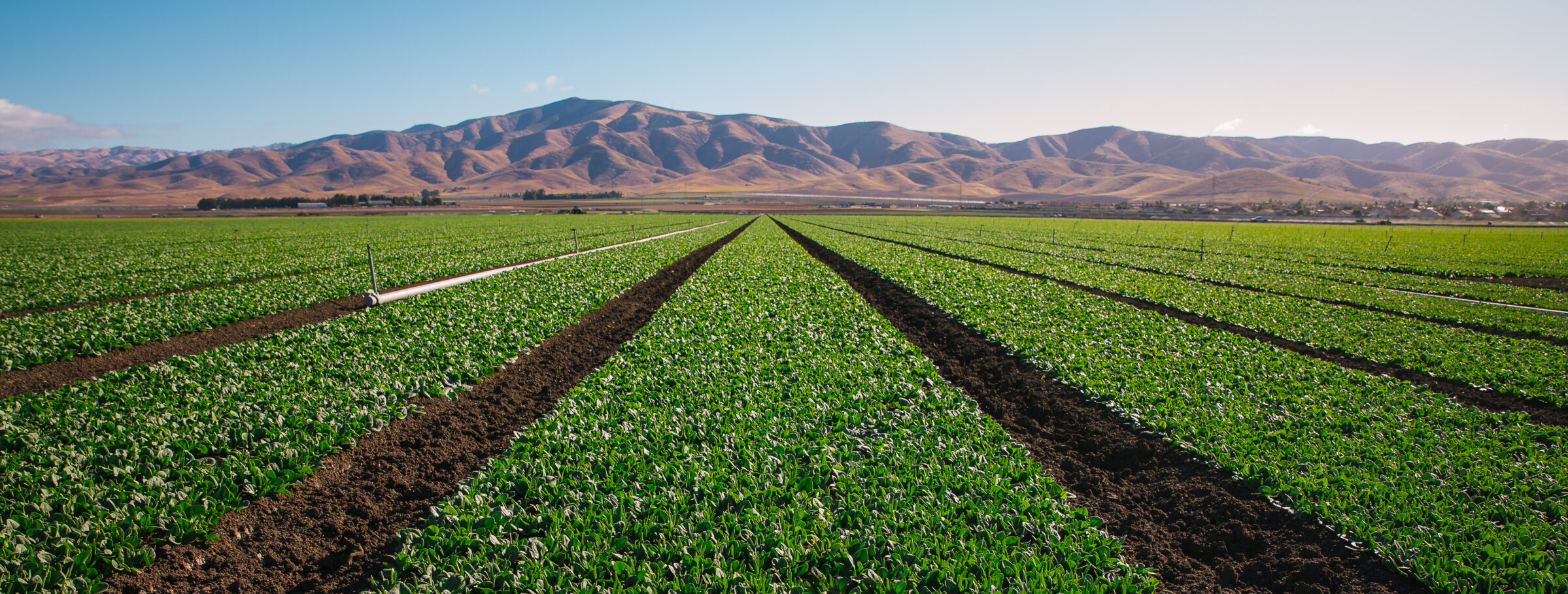 Root Cause Analysis for the Produce Industry - Western Growers ...