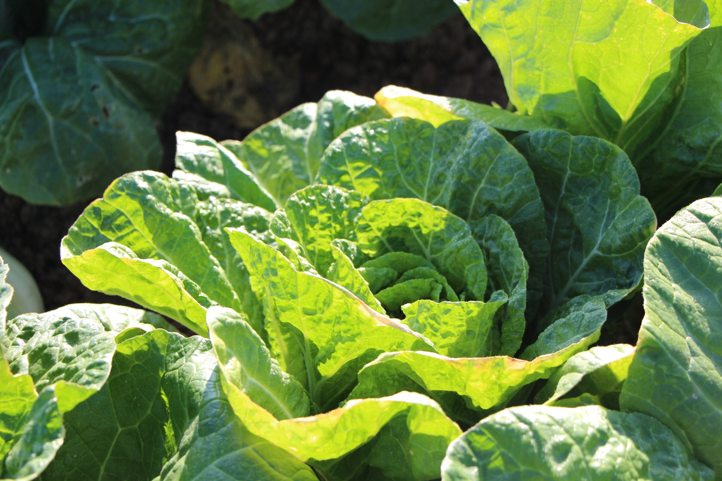 FDA and CDC Announce the End of Romaine Lettuce E. Coli Outbreak